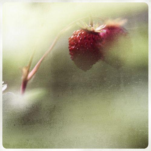 Berry Whisperer's Selection: Artisanal Farm Harvest